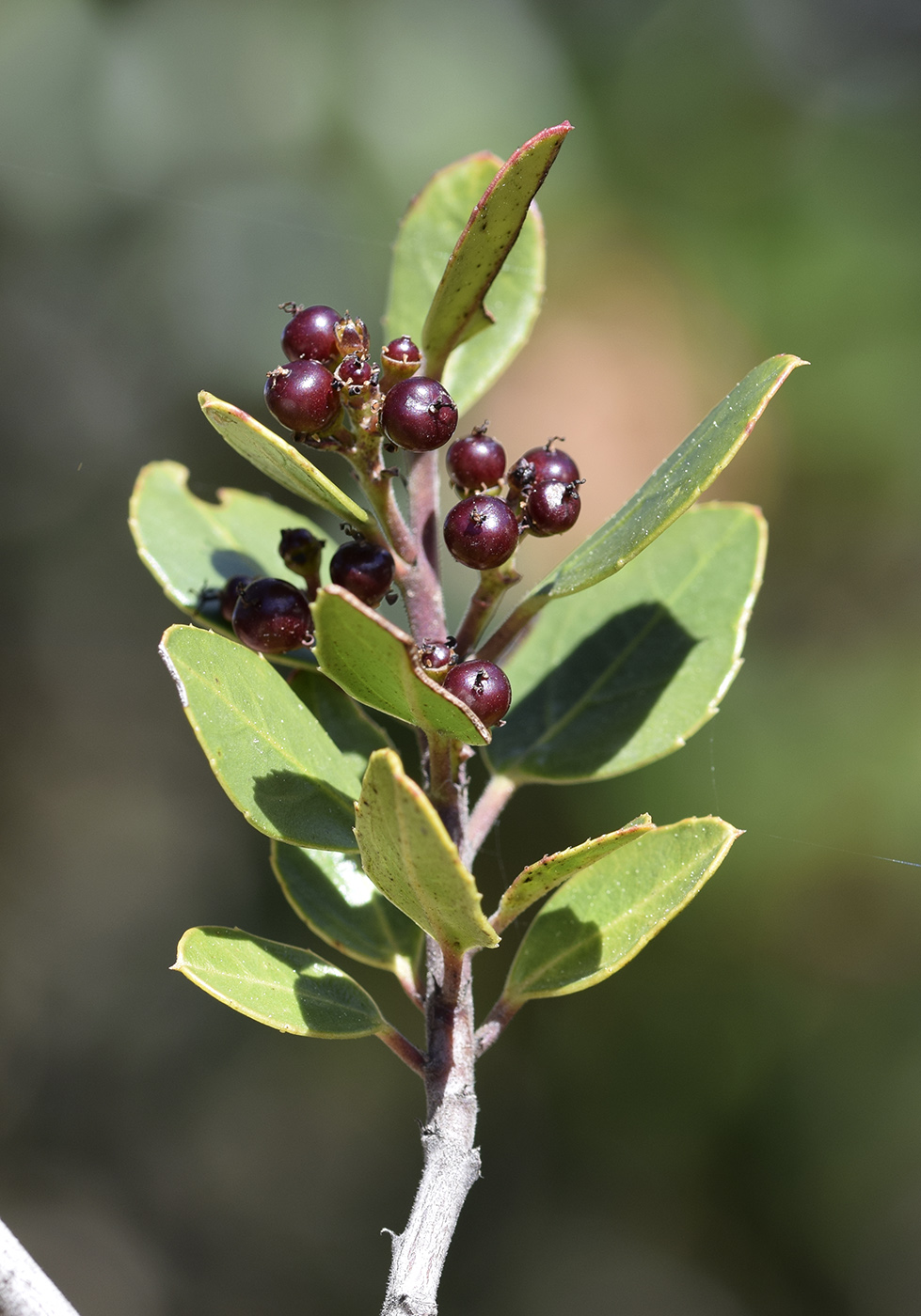 Изображение особи Rhamnus alaternus.