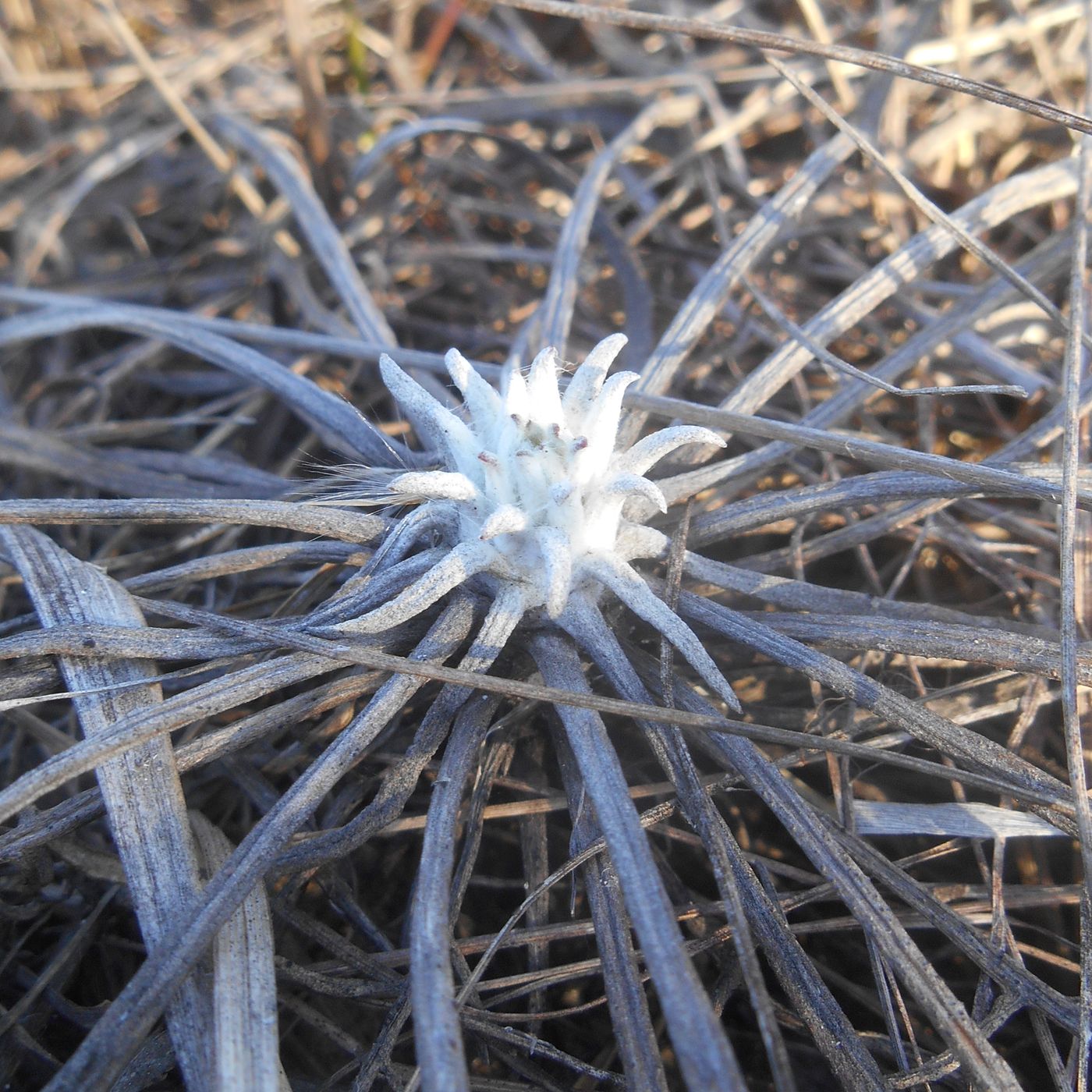 Image of Jurinea gorodkovii specimen.