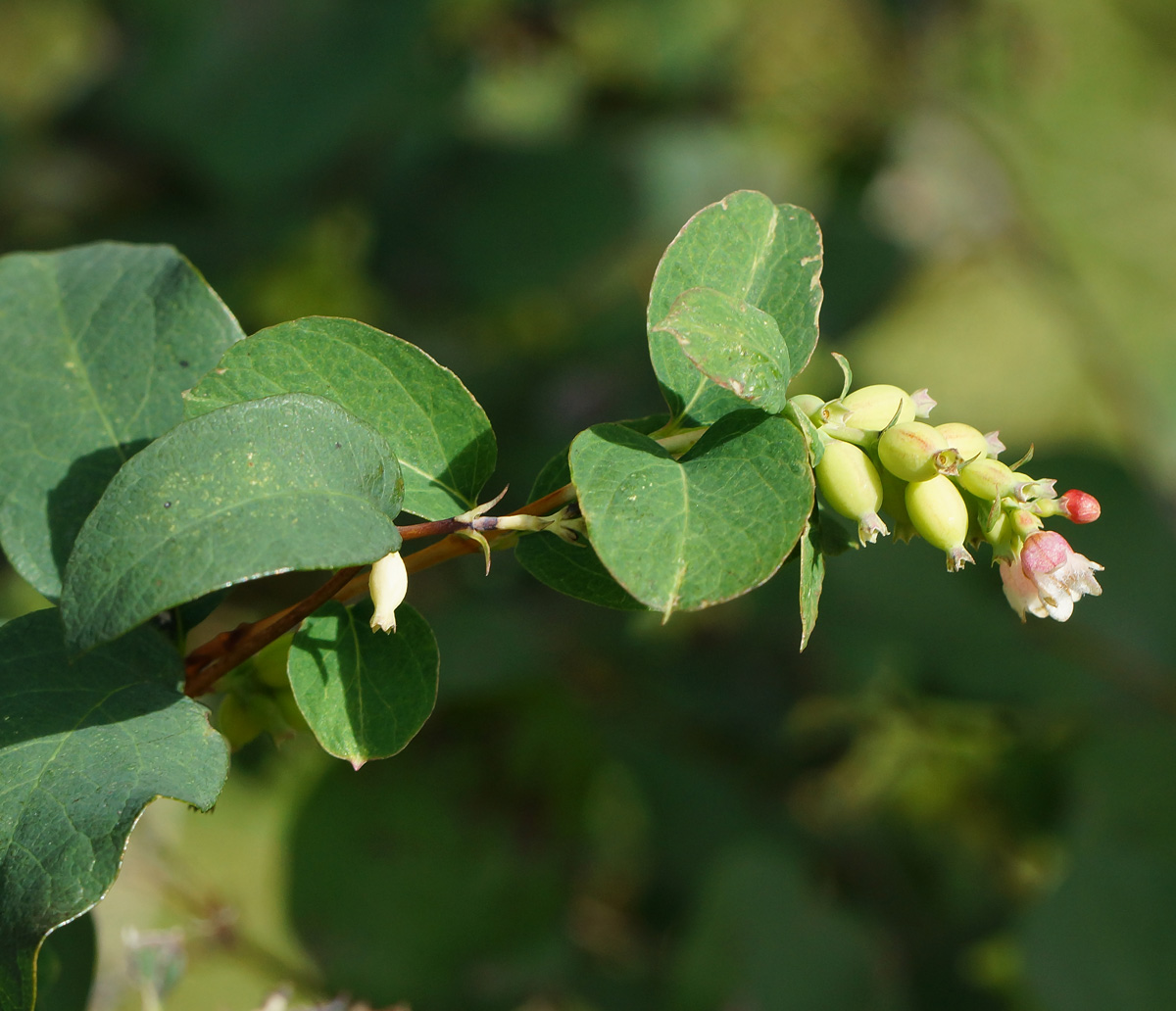 Image of Symphoricarpos albus var. laevigatus specimen.