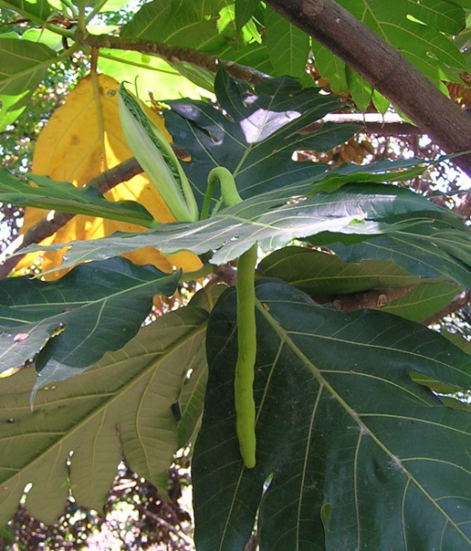Изображение особи Artocarpus altilis.