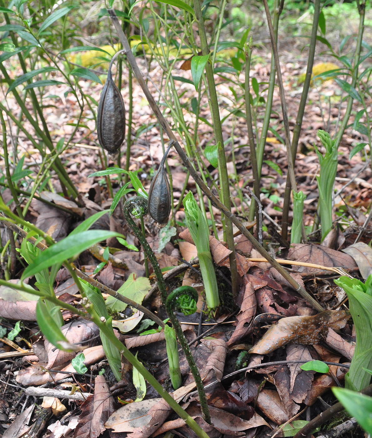 Изображение особи Calanthe tricarinata.