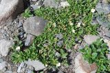 Dryas oxyodonta