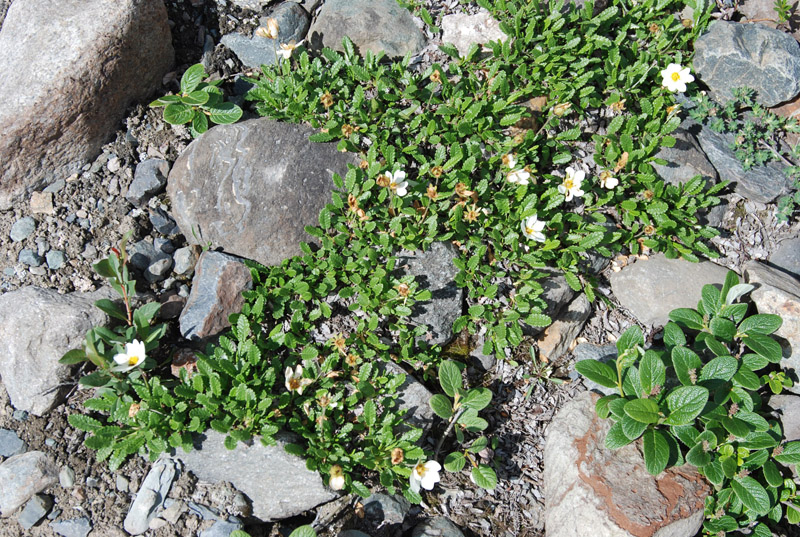 Изображение особи Dryas oxyodonta.