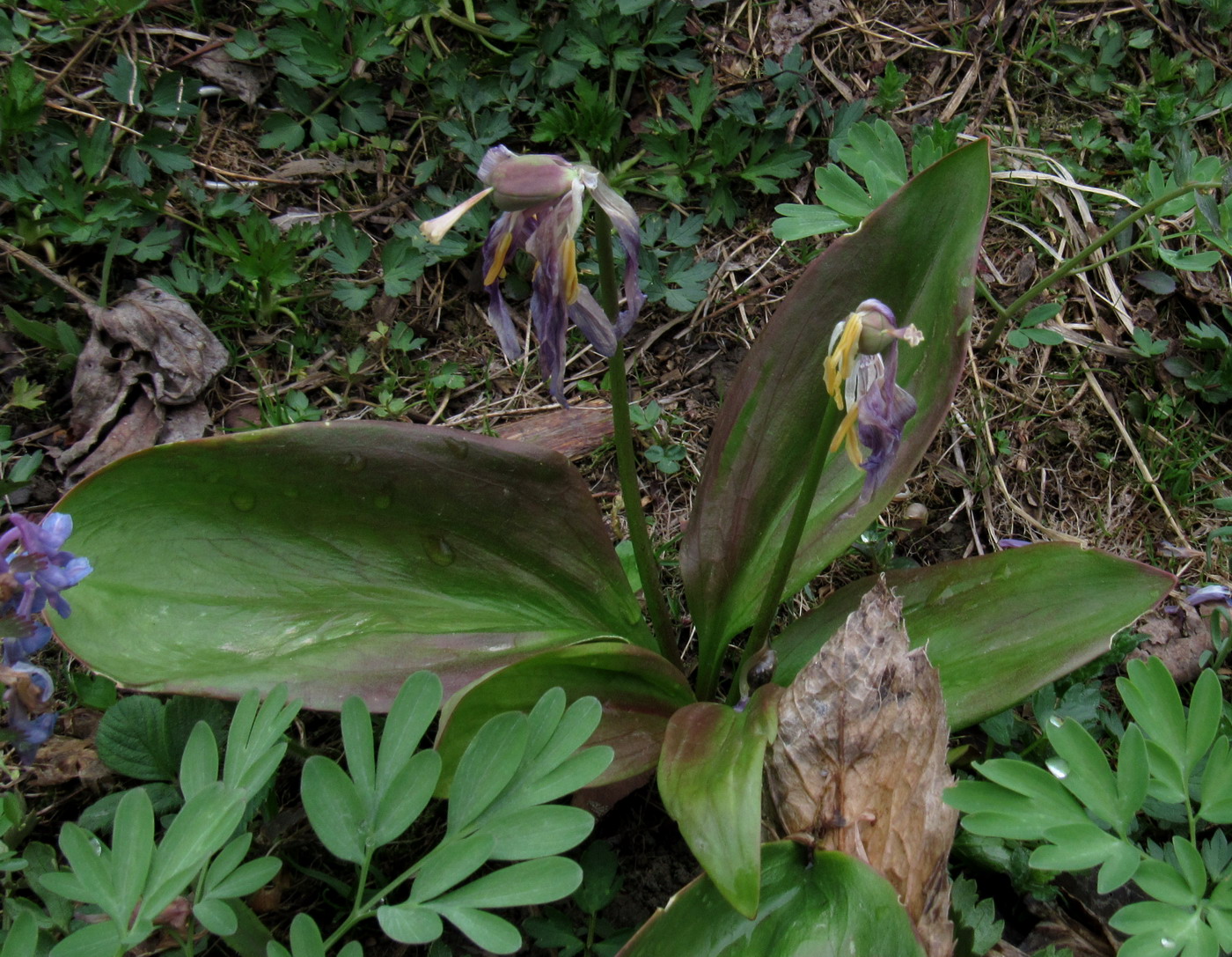 Image of Erythronium sajanense var. rubinum specimen.