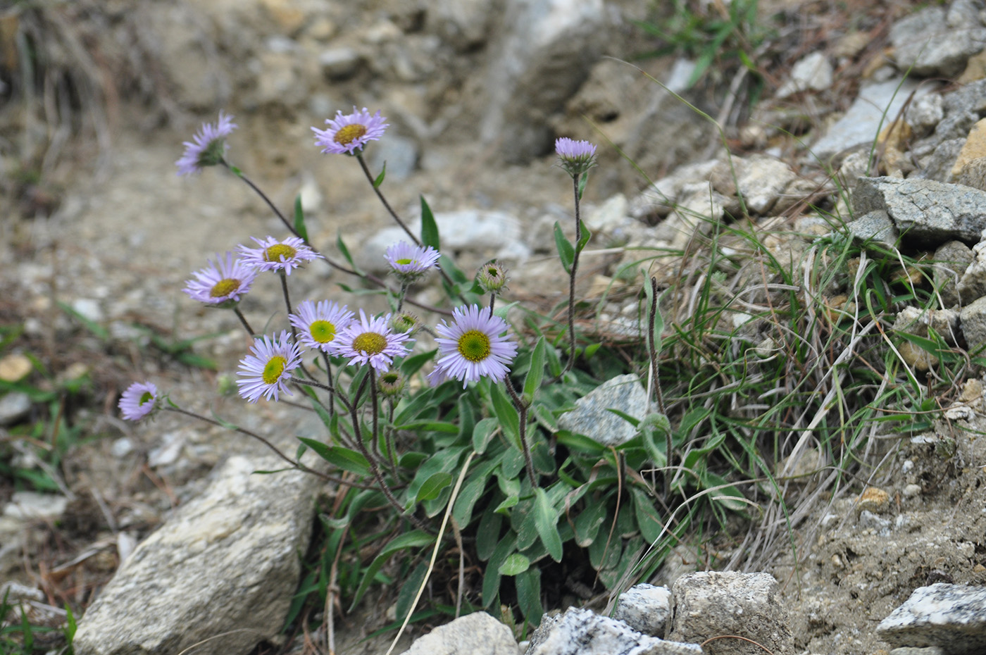 Image of Erigeron multiradiatus specimen.