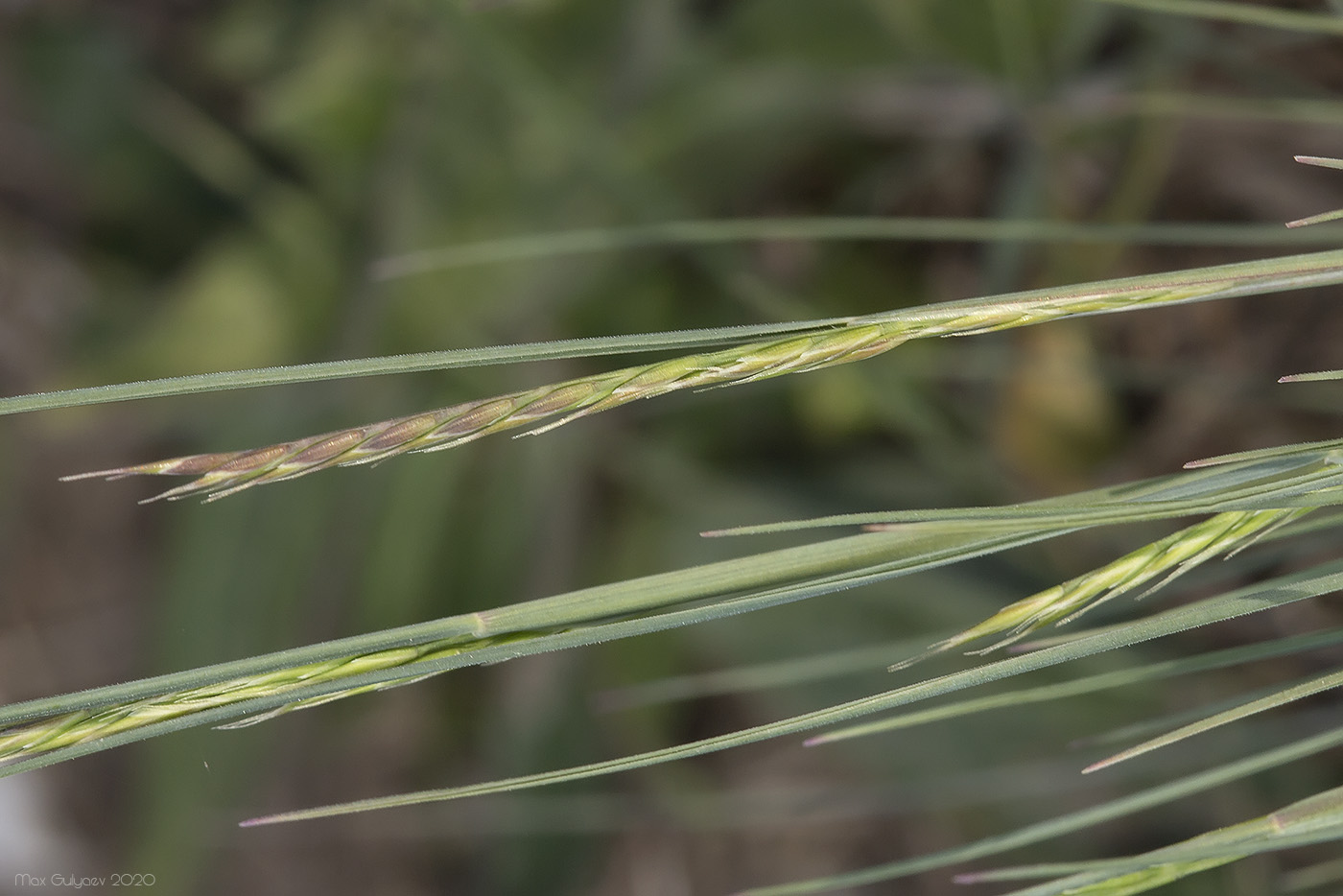 Изображение особи Festuca callieri.