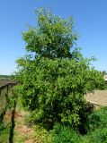 Populus tremula