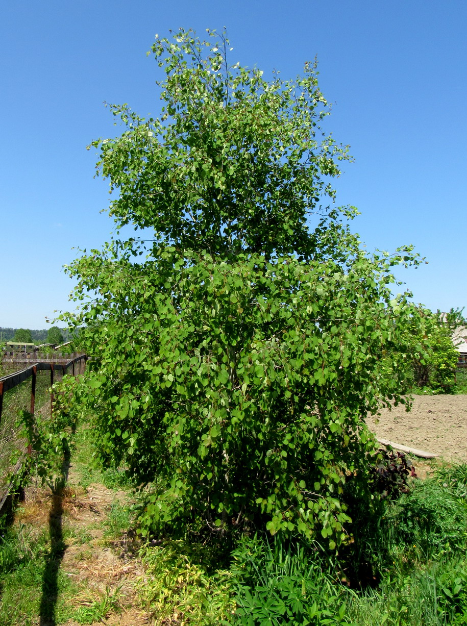 Изображение особи Populus tremula.