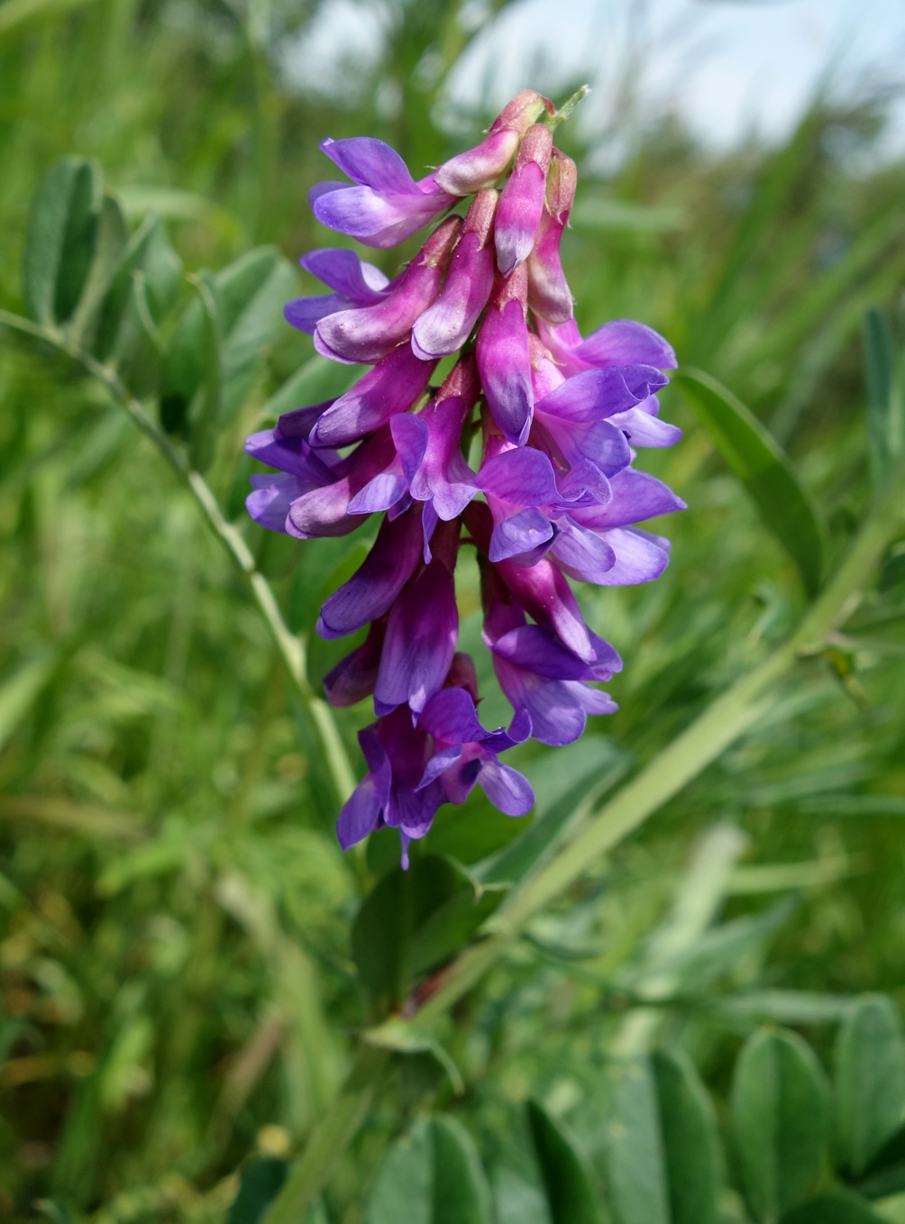 Image of Vicia amoena specimen.