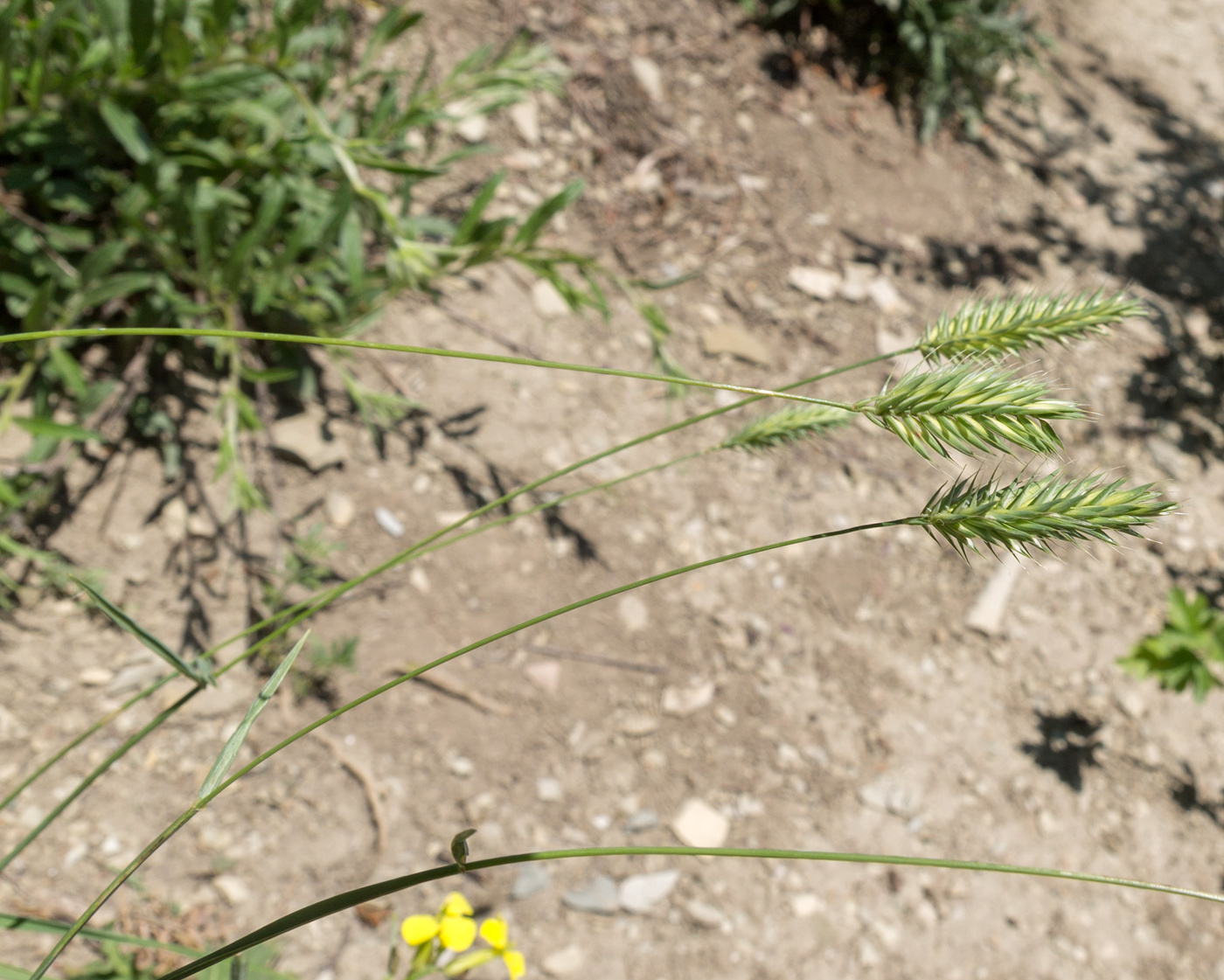 Изображение особи Agropyron pinifolium.