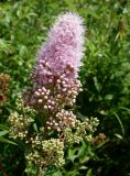 Spiraea salicifolia