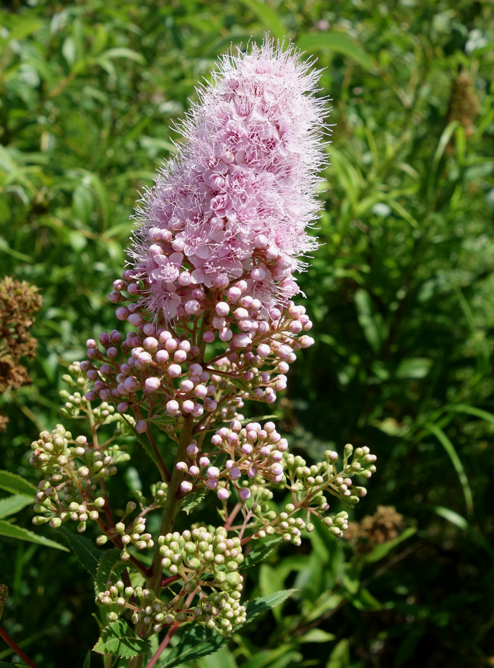 Image of Spiraea salicifolia specimen.