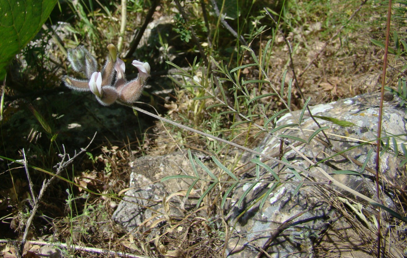 Image of Astragalus semideserti specimen.