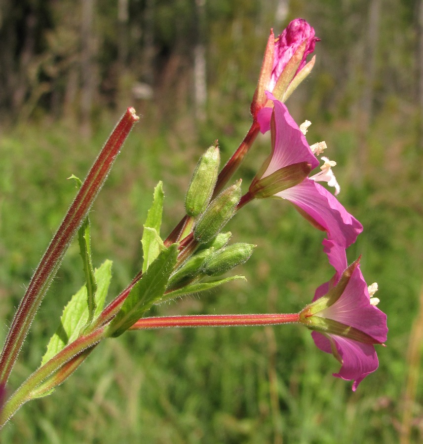 Изображение особи Epilobium hirsutum.