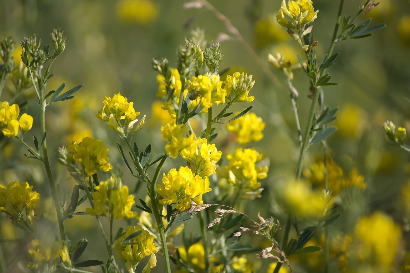 Изображение особи Medicago falcata.