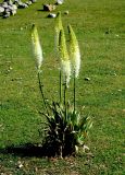 Eremurus robustus