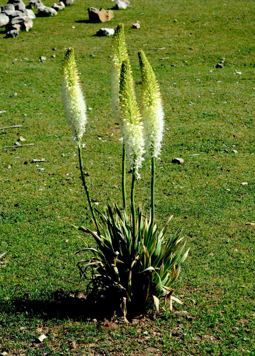 Image of Eremurus robustus specimen.