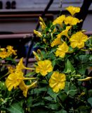 Mirabilis jalapa