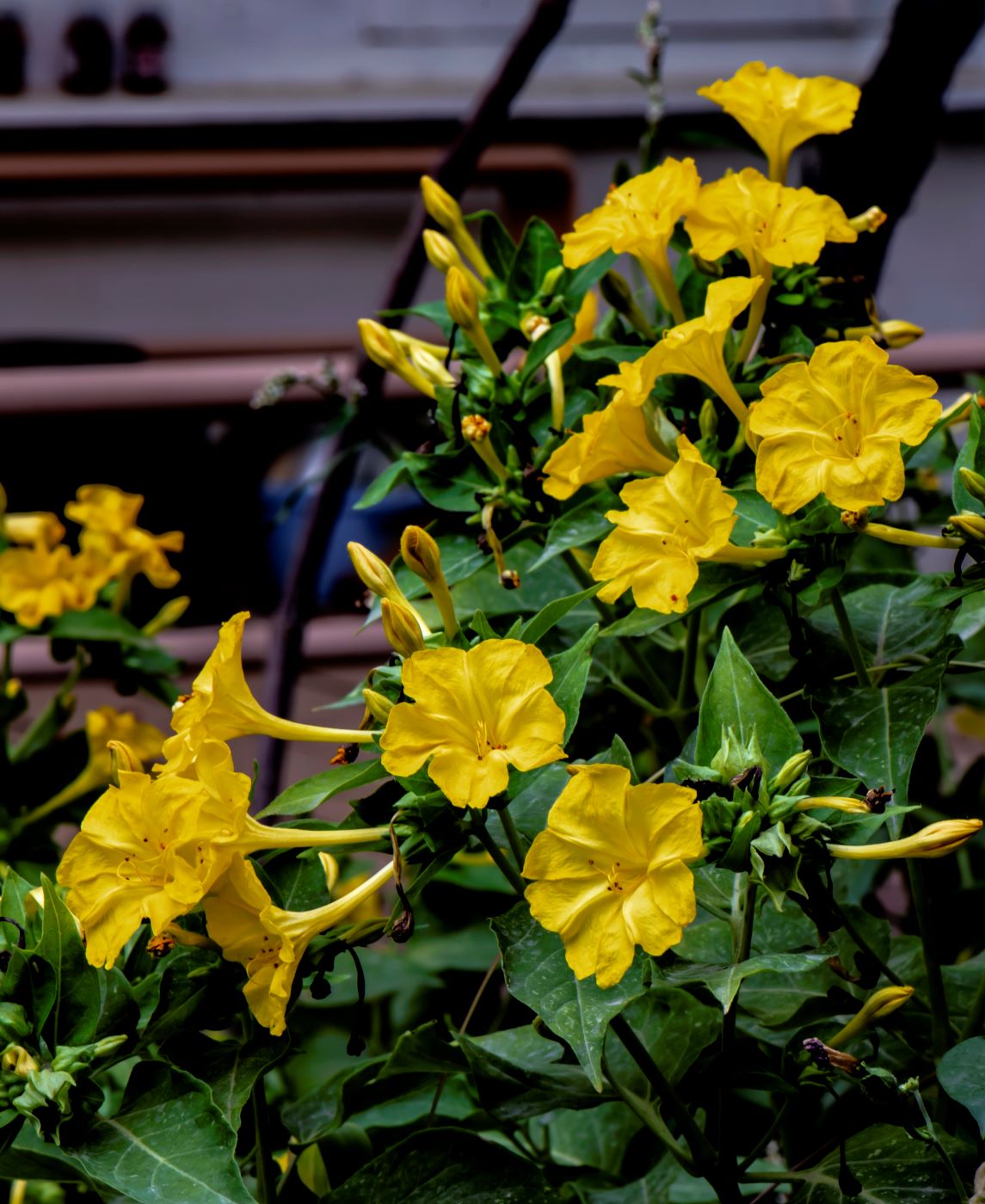 Image of Mirabilis jalapa specimen.