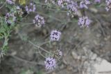 Ziziphora clinopodioides. Побеги с соцветиями. Республика Алтай, Усть-Коксинский р-н, урочище Перевал Громотуха, каменистый склон. 27.07.2020.