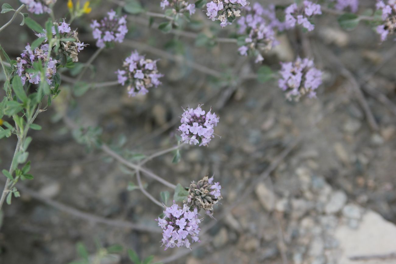 Image of Ziziphora clinopodioides specimen.