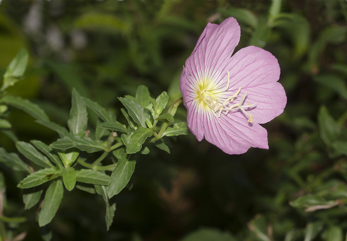 Изображение особи Oenothera speciosa.