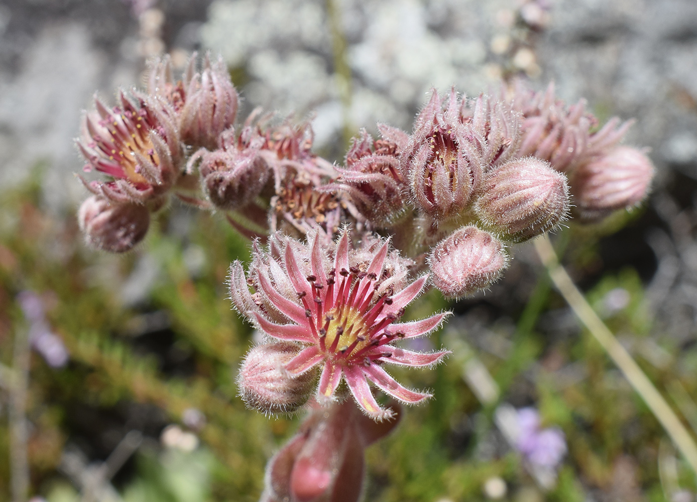 Image of Sempervivum tectorum specimen.