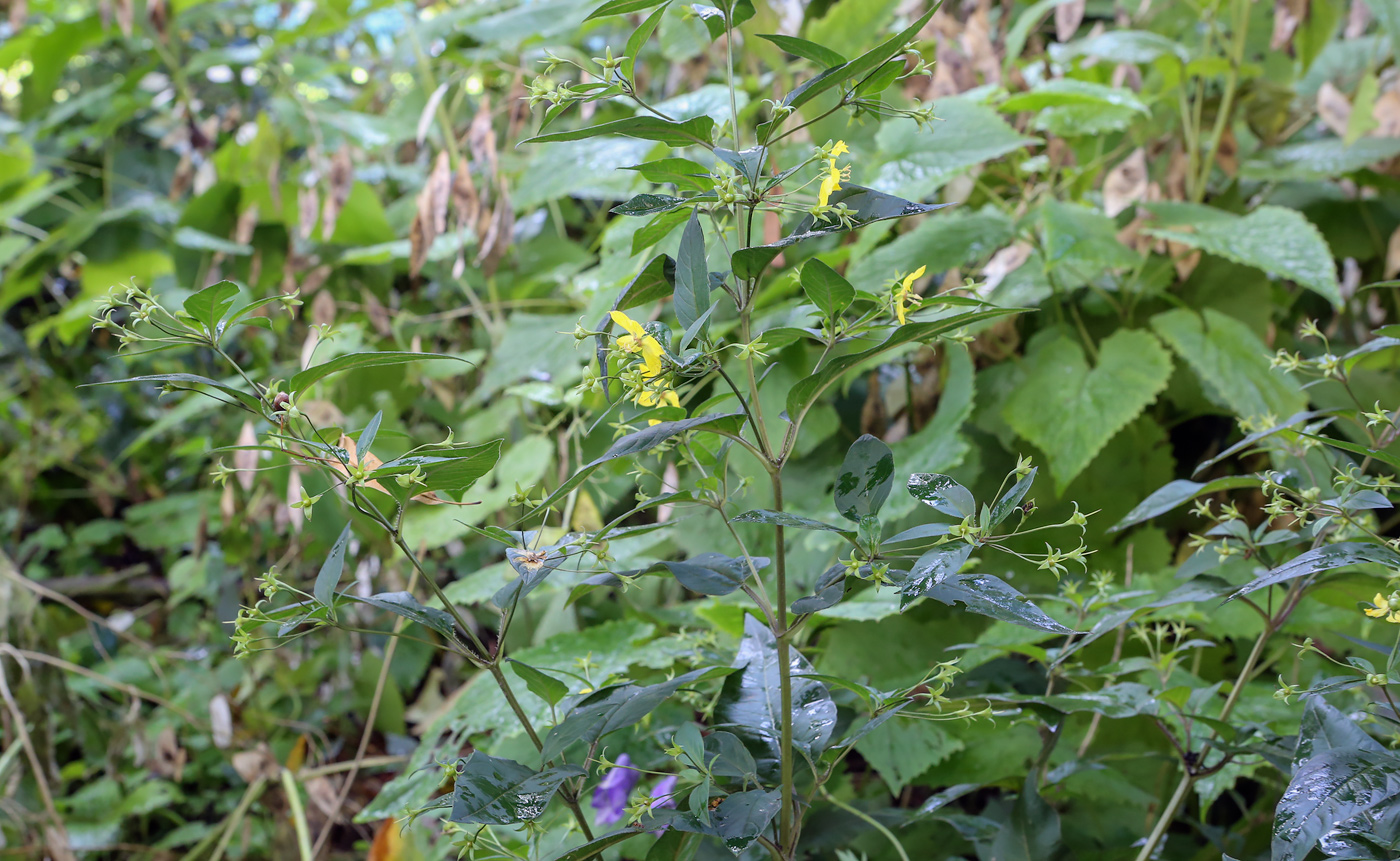 Изображение особи Lysimachia ciliata.