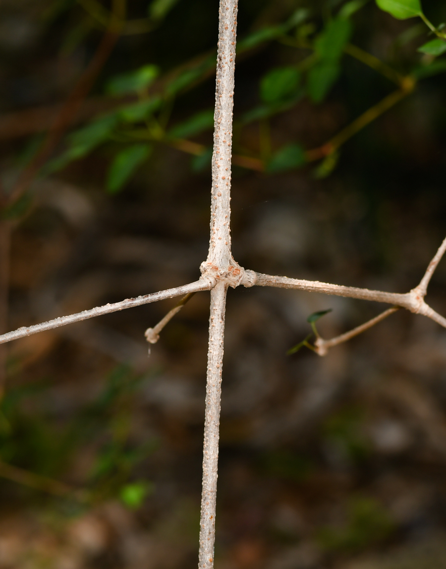 Изображение особи Euphorbia schlechtendalii.