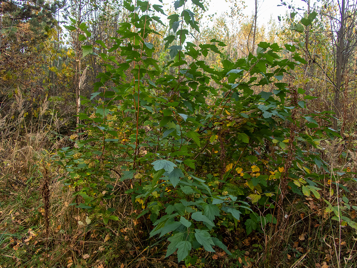 Image of Physocarpus opulifolius specimen.