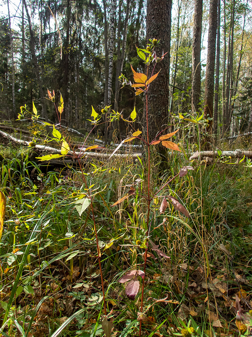 Изображение особи Bidens frondosa.