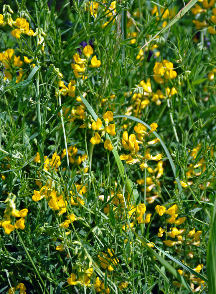 Image of Lathyrus pratensis specimen.