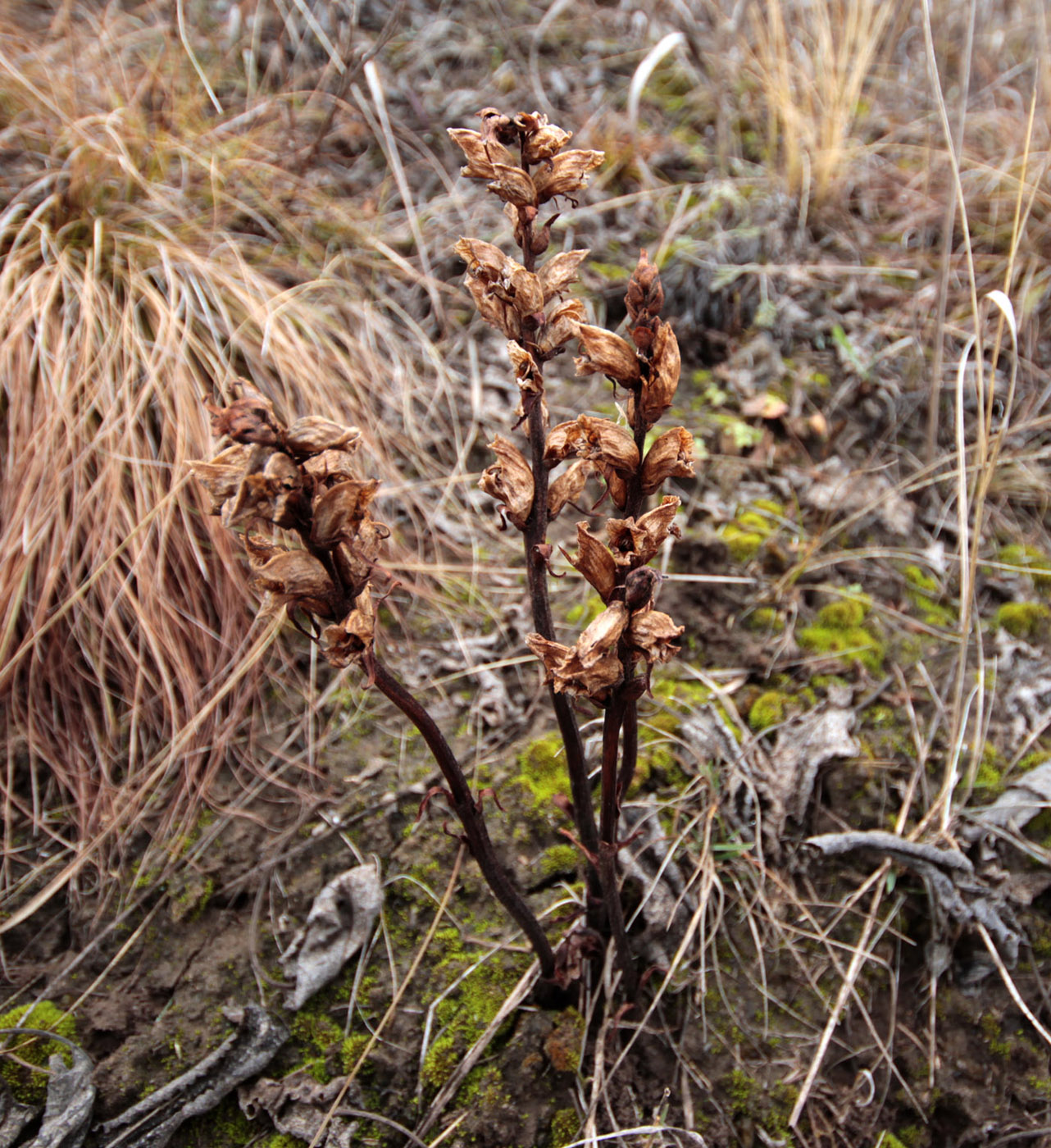 Image of Orobanche alba specimen.