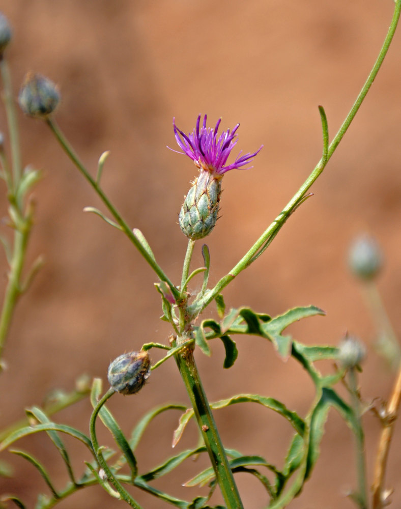 Image of Centaurea adpressa specimen.