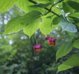 Euonymus maximowiczianus