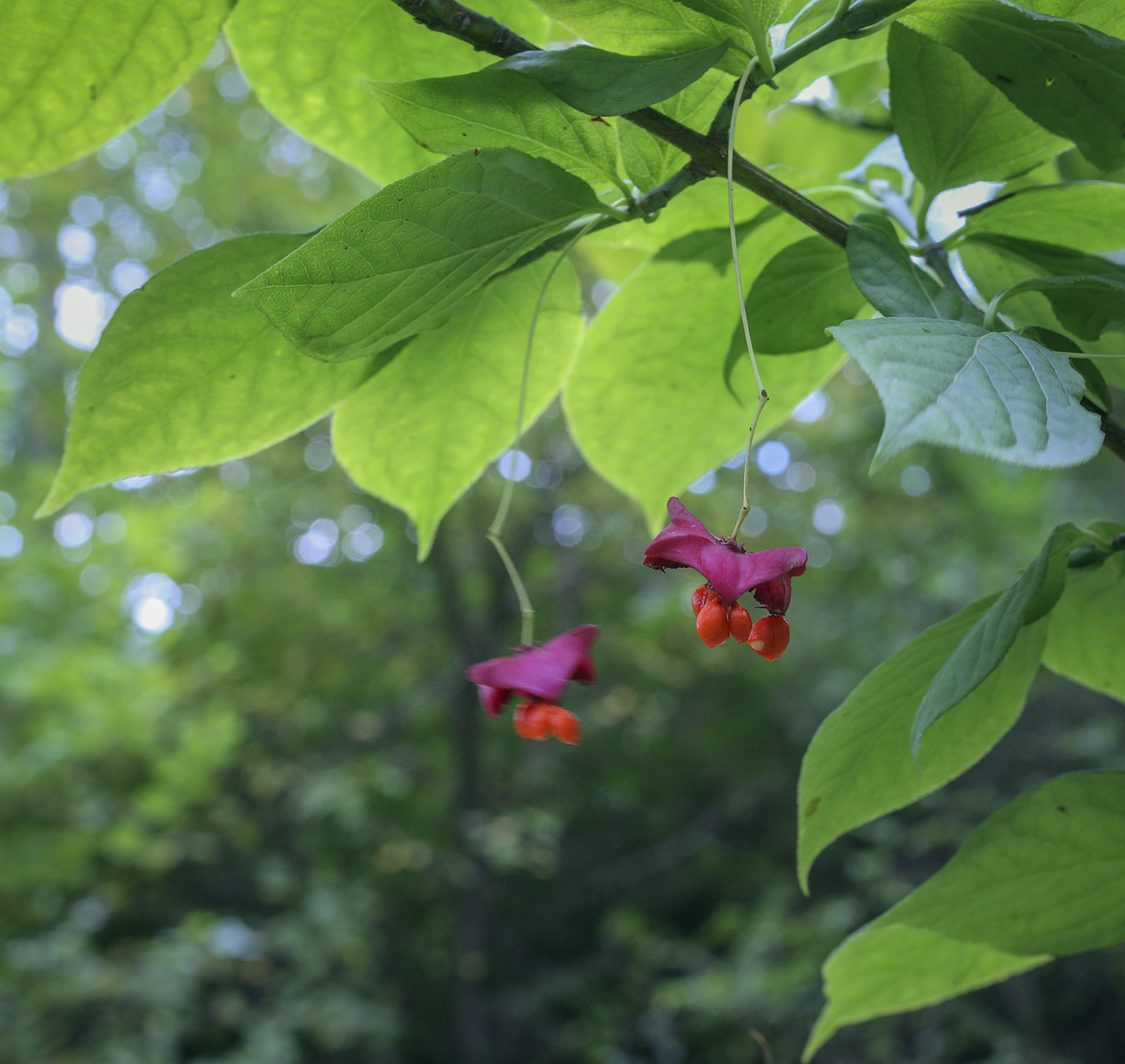 Изображение особи Euonymus maximowiczianus.