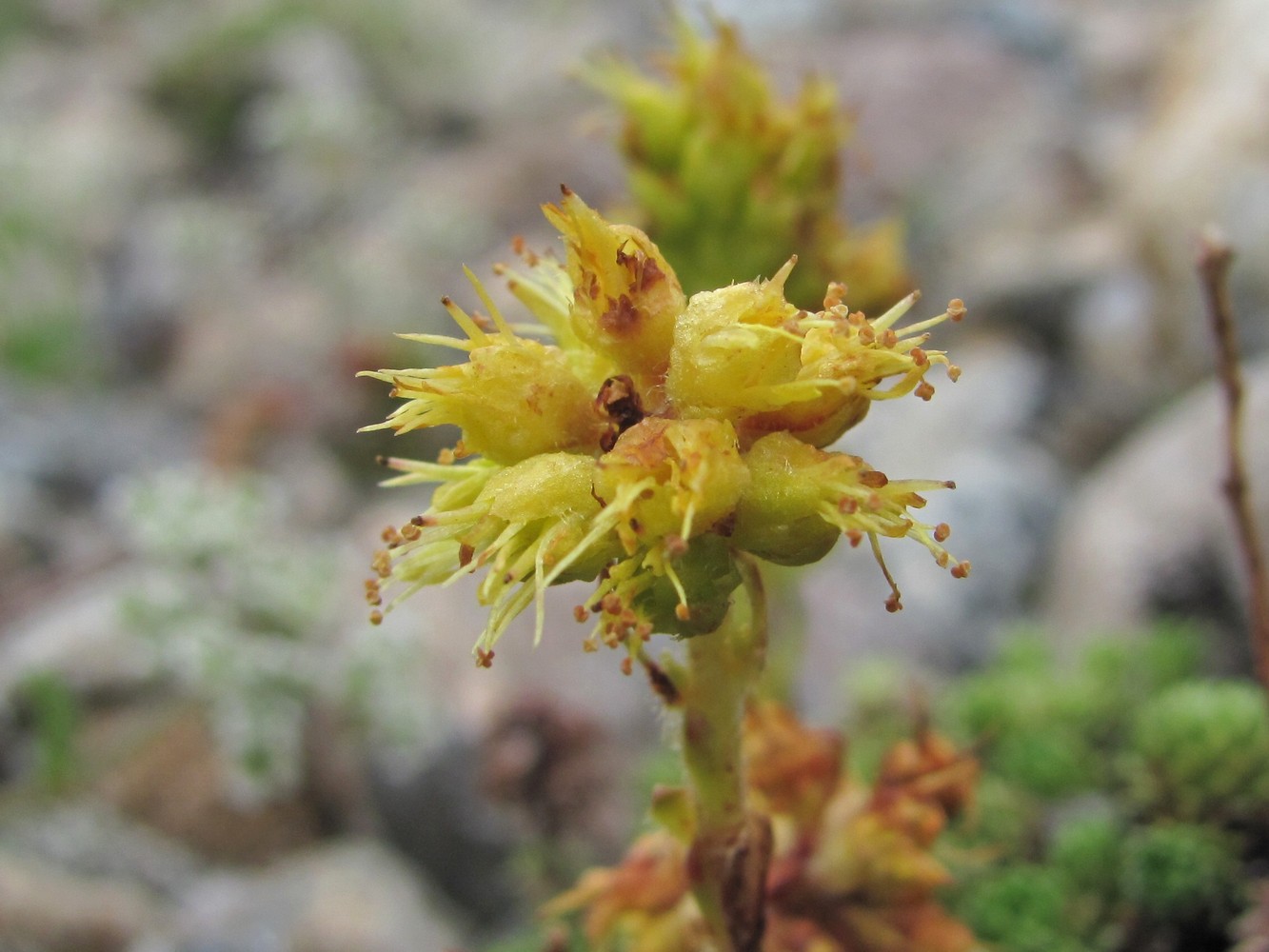 Image of Saxifraga scleropoda specimen.