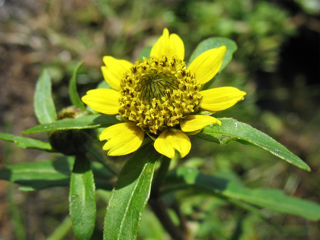 Image of Bidens cernua var. radiata specimen.