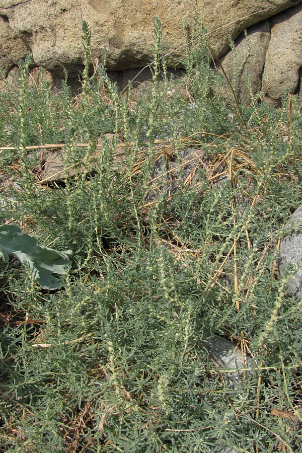 Изображение особи Bassia prostrata.