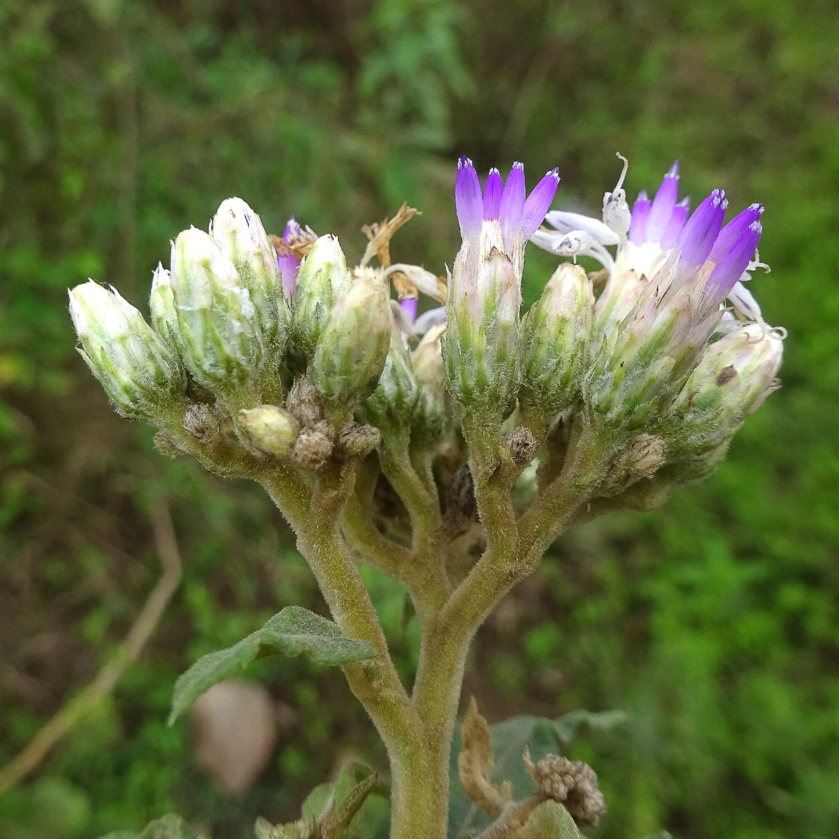 Изображение особи Baccharoides adoensis.