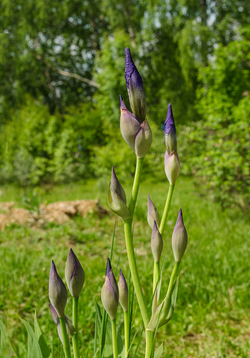 Image of Iris nyaradyana specimen.