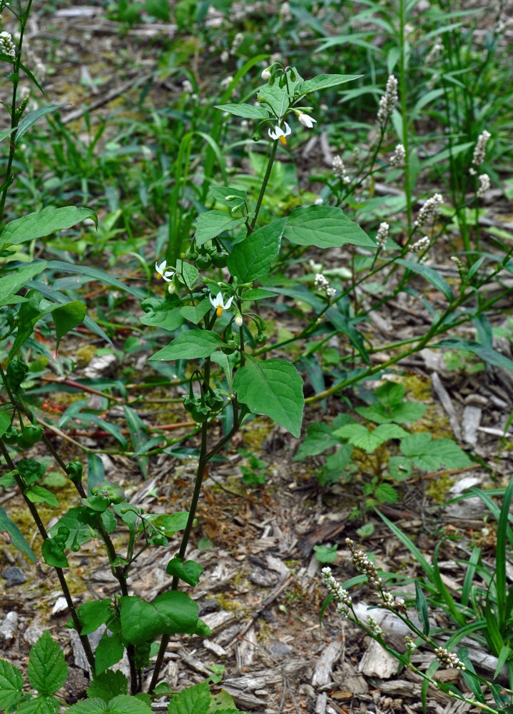 Изображение особи Solanum nigrum.