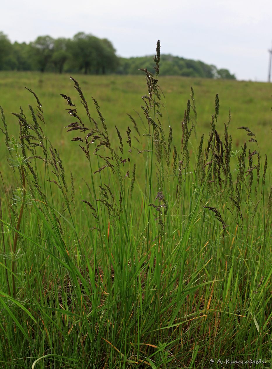 Image of Poa pratensis specimen.