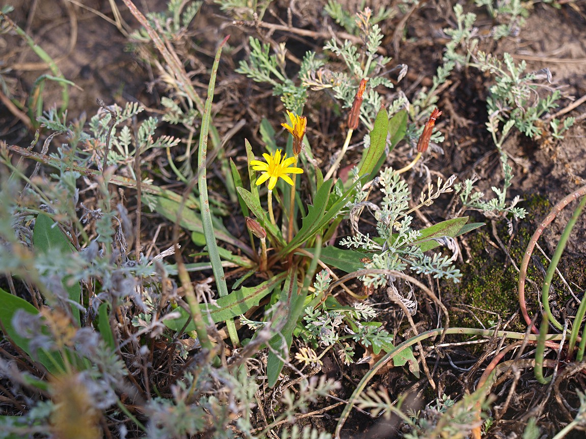 Изображение особи Taraxacum bessarabicum.