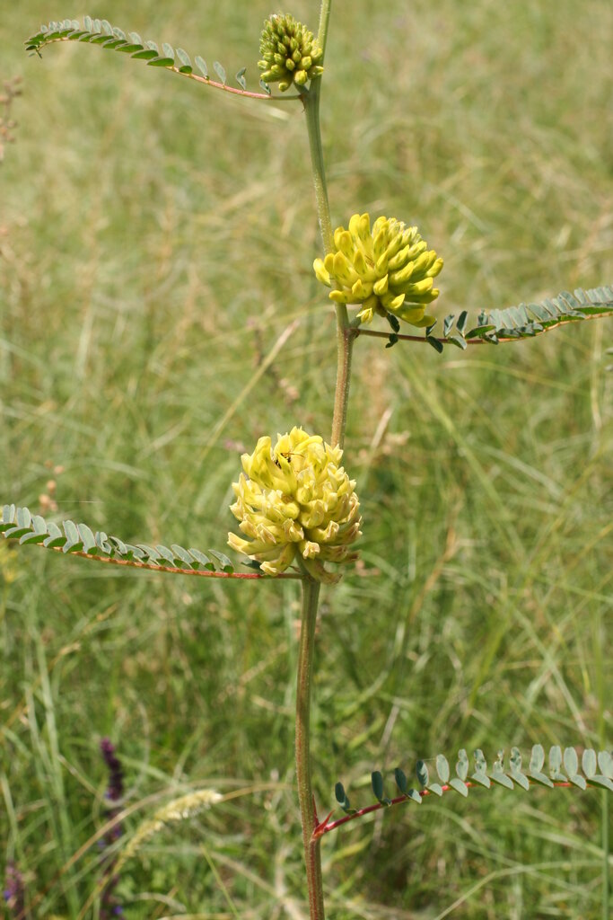 Изображение особи Astragalus ponticus.