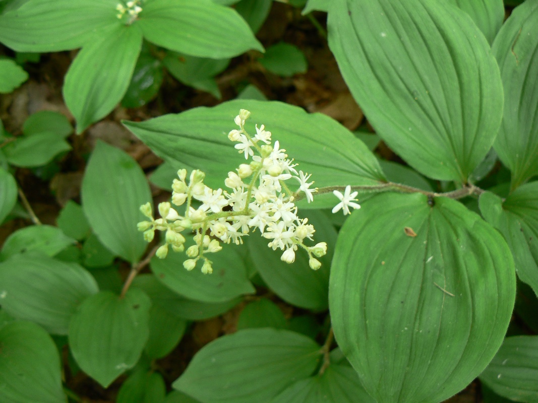 Изображение особи Smilacina hirta.