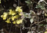 Alyssum cacuminum. Верхушка побега с соцветием. Испания, автономное сообщество Каталония, провинция Жирона, комарка Рипольес, муниципалитет Сеткасес, курорт \"Вальтер 2000\", ≈2200 м н.у.м., каменистый склон юго-западной экспозиции. 02.05.2021.