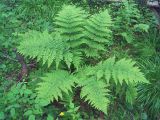 Dryopteris expansa