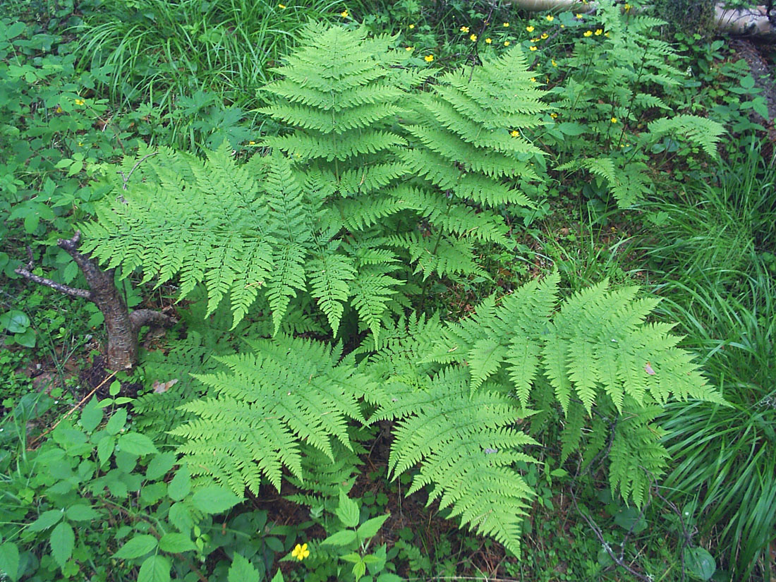 Изображение особи Dryopteris expansa.