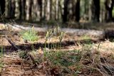 Carex ericetorum